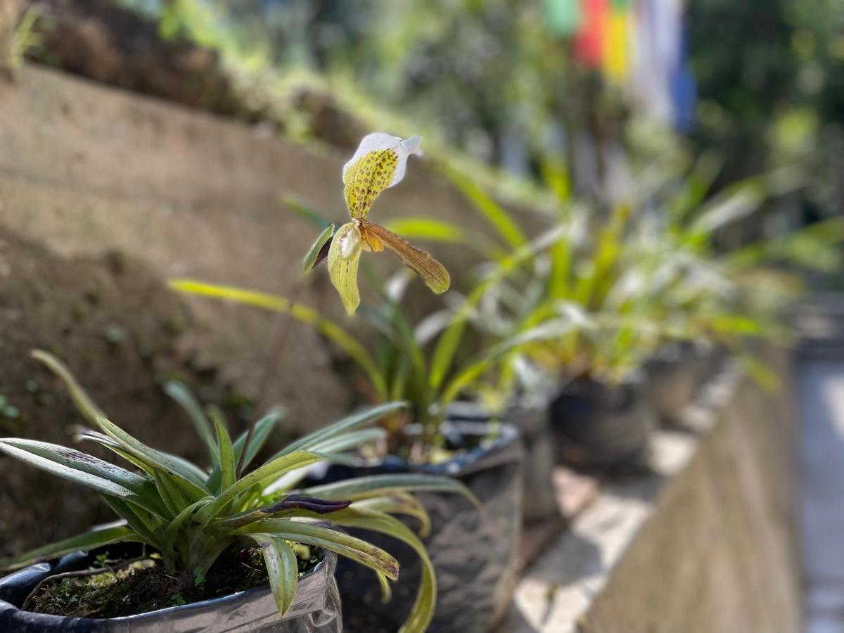 Homestay Khimsha
