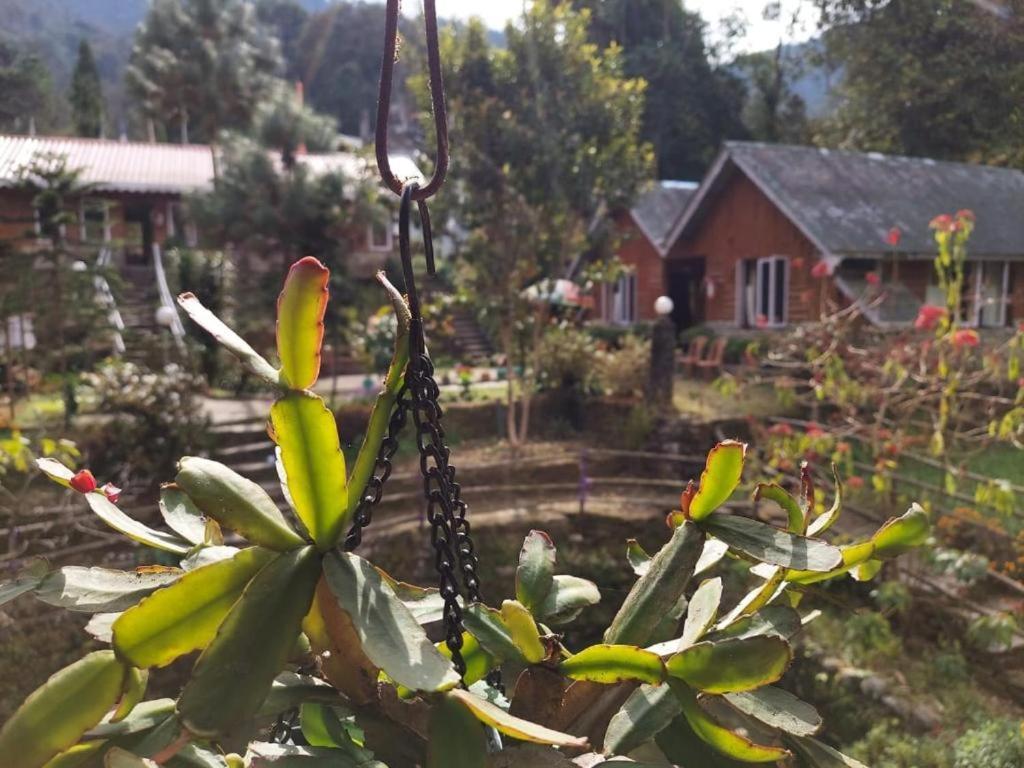 Odyssey Darap Homestay Pelling