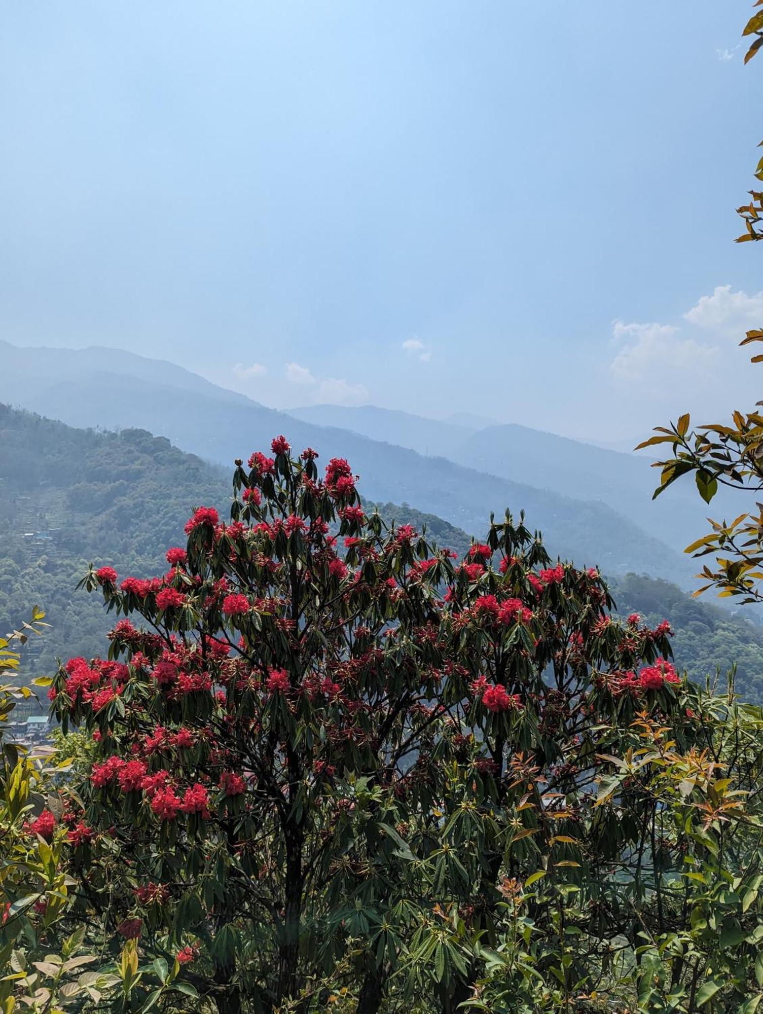 Mochileros Cherry Tree House Country house Pelling