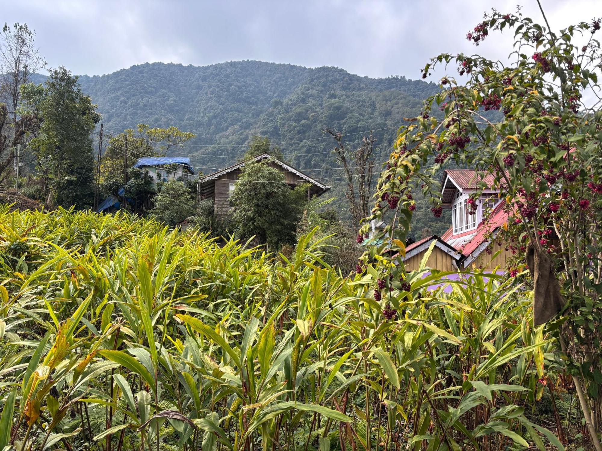 Homestay Odyssey's Darap Eco Retreat